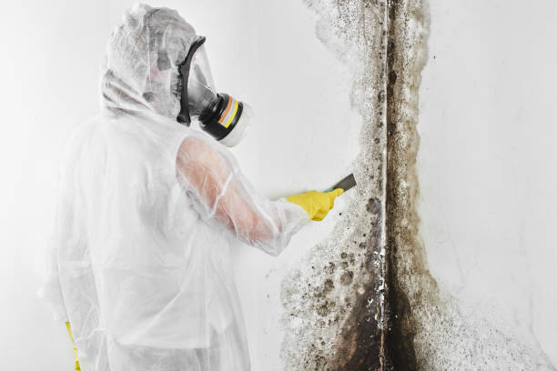 Best Black Mold Remediation in Fort Drum, NY