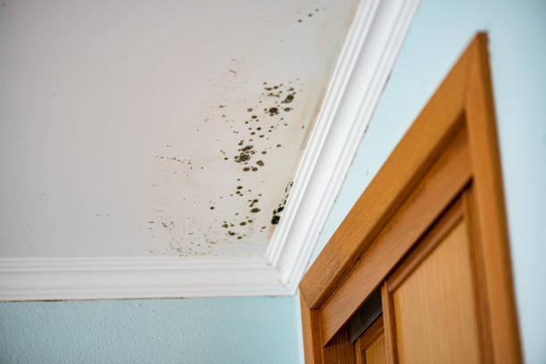 Best Kitchen Mold Remediation in Fort Drum, NY