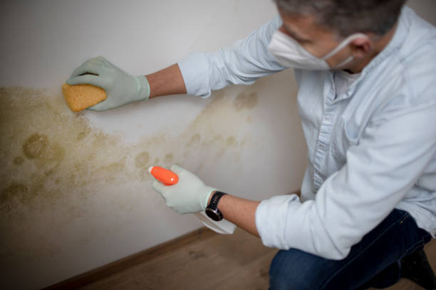 Best Commercial Mold Remediation in Fort Drum, NY