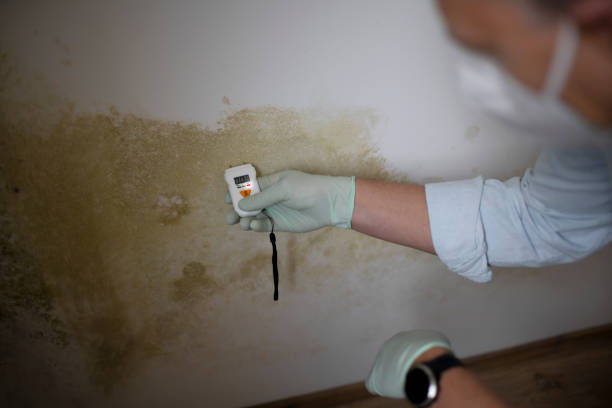 Best Mold Testing and Inspection Services in Fort Drum, NY