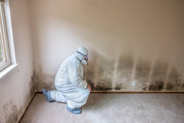 Best Post-Flood Mold Remediation in Fort Drum, NY