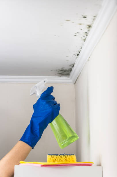 Best Post-Flood Mold Remediation in Fort Drum, NY